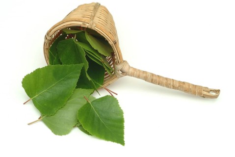 Medicinal plant Birch