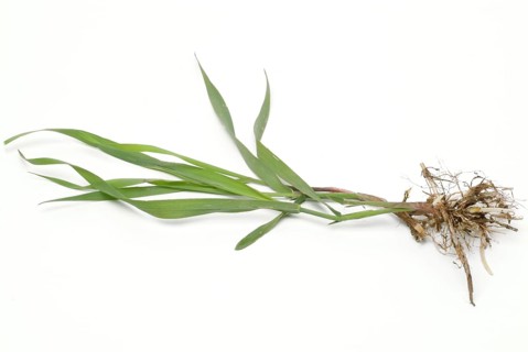 Medicinal plant couch grass