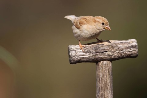 House sparrow