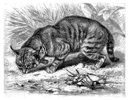 Cane cat