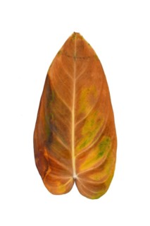 Yellow withered leaf of 'Philodendron Melanochrysum' houseplant on white background