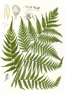 Medicinal plant