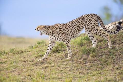 Cheetah