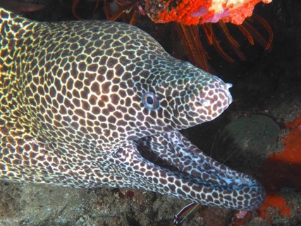 Close-up of net moray