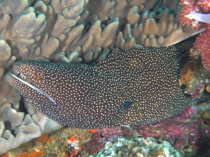 Turkey moray