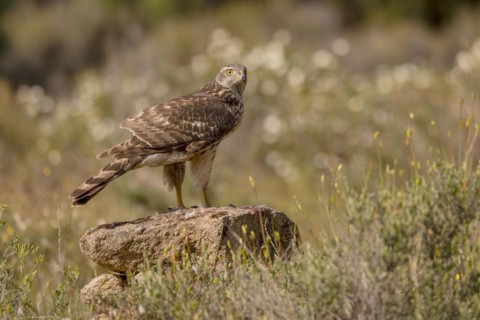 Northern goshawk