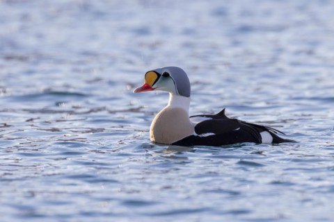 King Eider