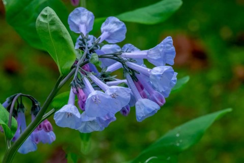 Virginian bluebell