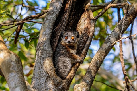 White-footed Sportive Lemur