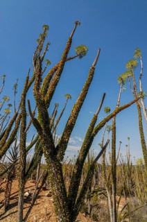 Spiny forest in the Berenty private reserve