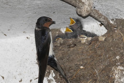 Barn swallow