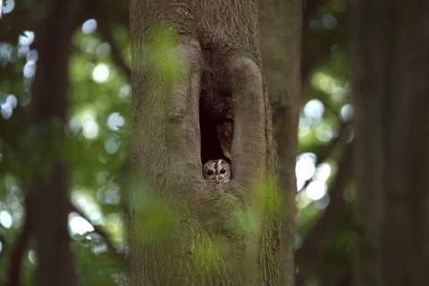 Tawny owl