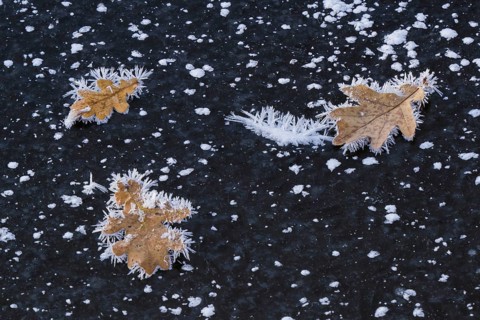 Oak leaves covered with ice crystals on frozen water surface