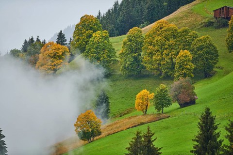 Norway maple