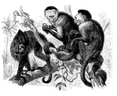 Tufted capuchins