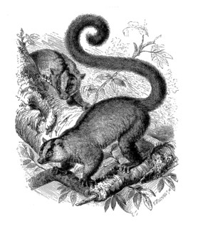 Masoala fork-marked lemur