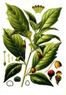 Medicinal plant