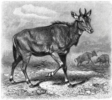 Nilgai