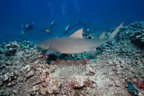 Lemon shark