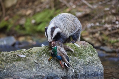 European badger