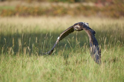 Steppe Eagle