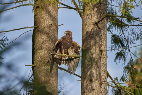Golden eagle