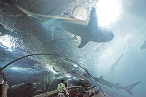 Walking through a fish tank at Underwater World