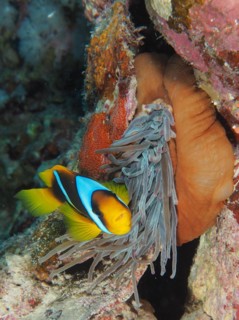 A red sea clownfish