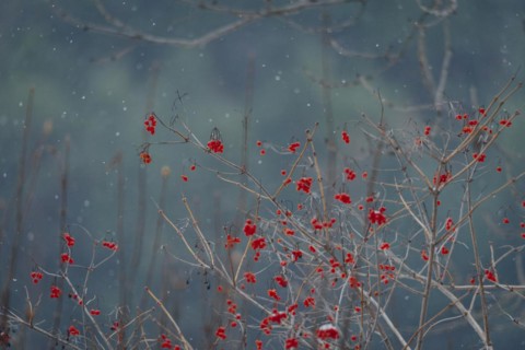Common guelder rose