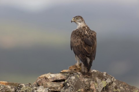 Bonellis eagle