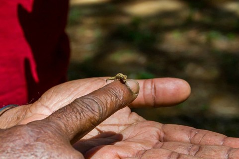 Dwarf or Minute Leaf chameleon