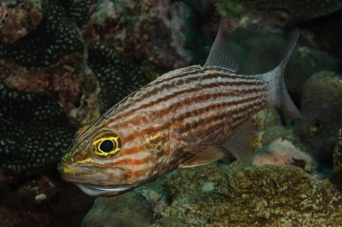 Largetoothed cardinalfish