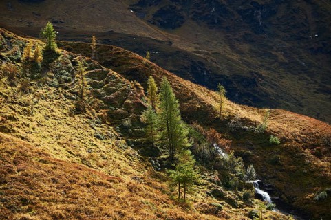 European larch