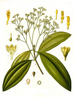 Medicinal plant
