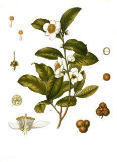 Medicinal plant