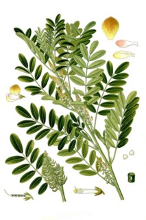 Medicinal plant