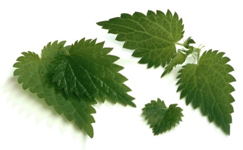 Young nettle leaves