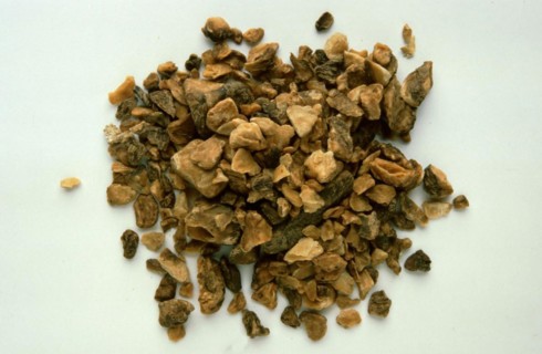 Medicinal plant
