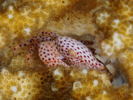Crab
