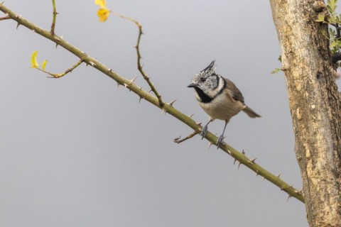 Crested Tit