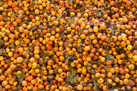 Azarole