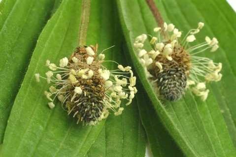 Medicinal plantain