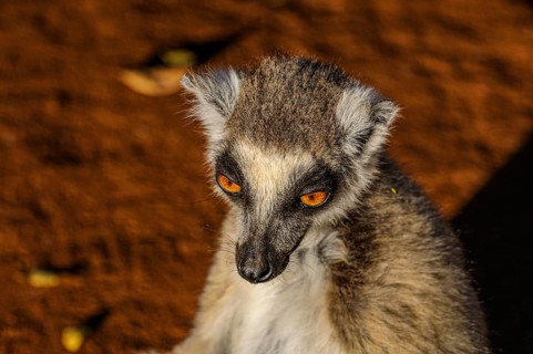 Ring-tailed Lemur