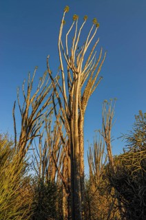 Spiny forest in the Berenty private reserve