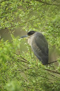 Black crowned night heron