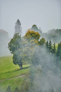 Norway maple
