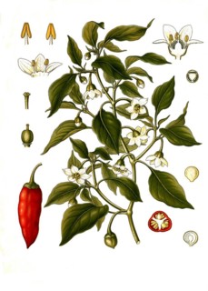 Medicinal plant