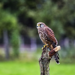 Common kestrel