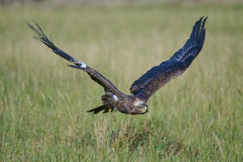 Steppe Eagle