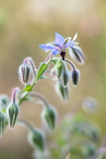 Borage